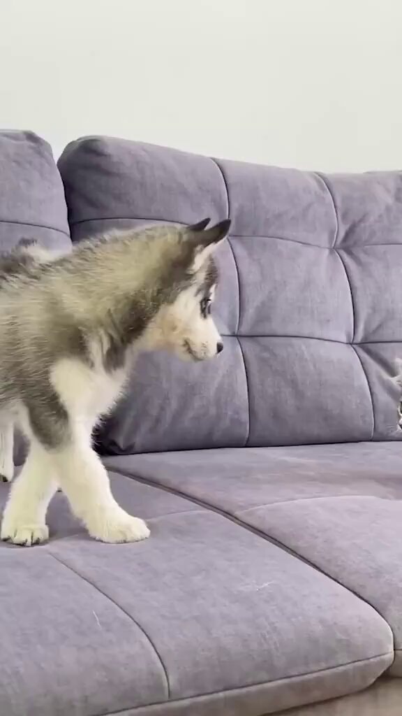 Husky puppy meets cat