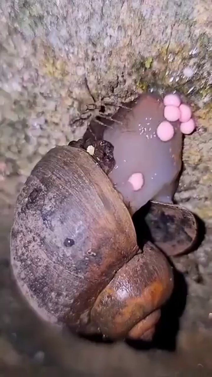 Snail laying pink eggs