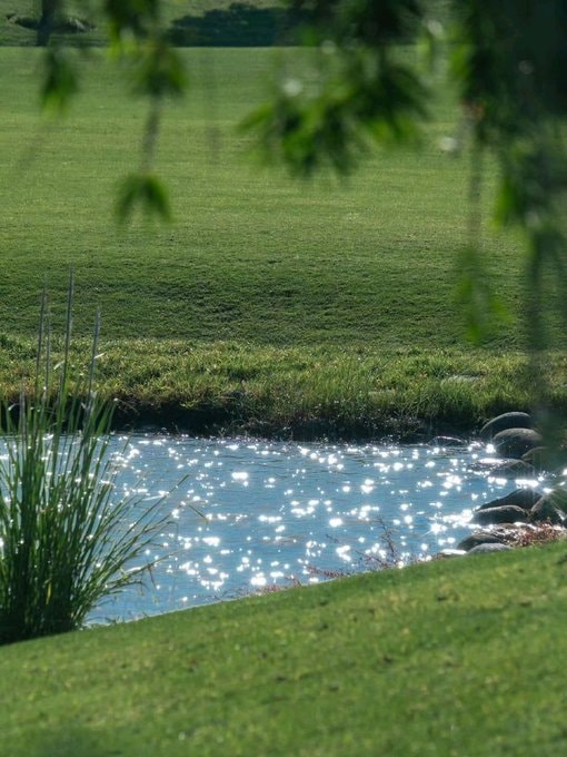 black swans on sunlit water (photo 4 of 4)