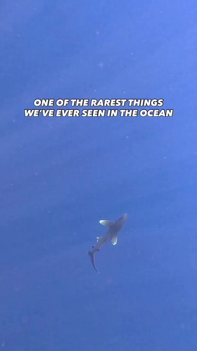 sharknado moment
