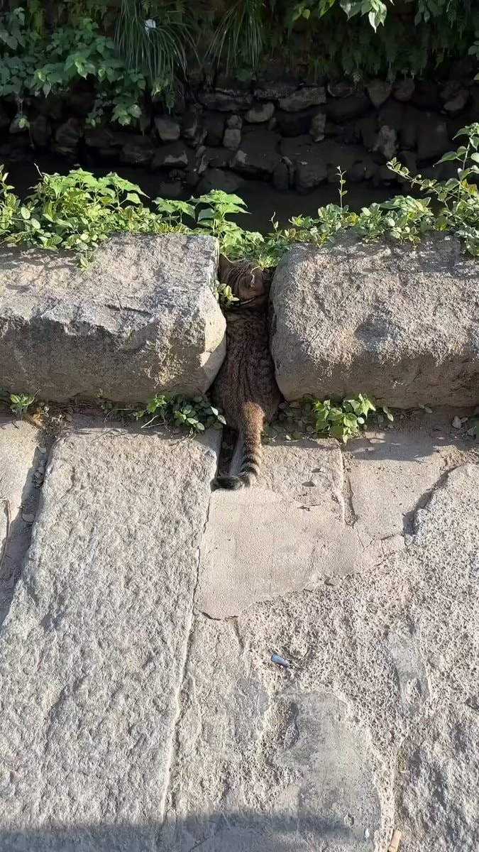Cat napping between stones