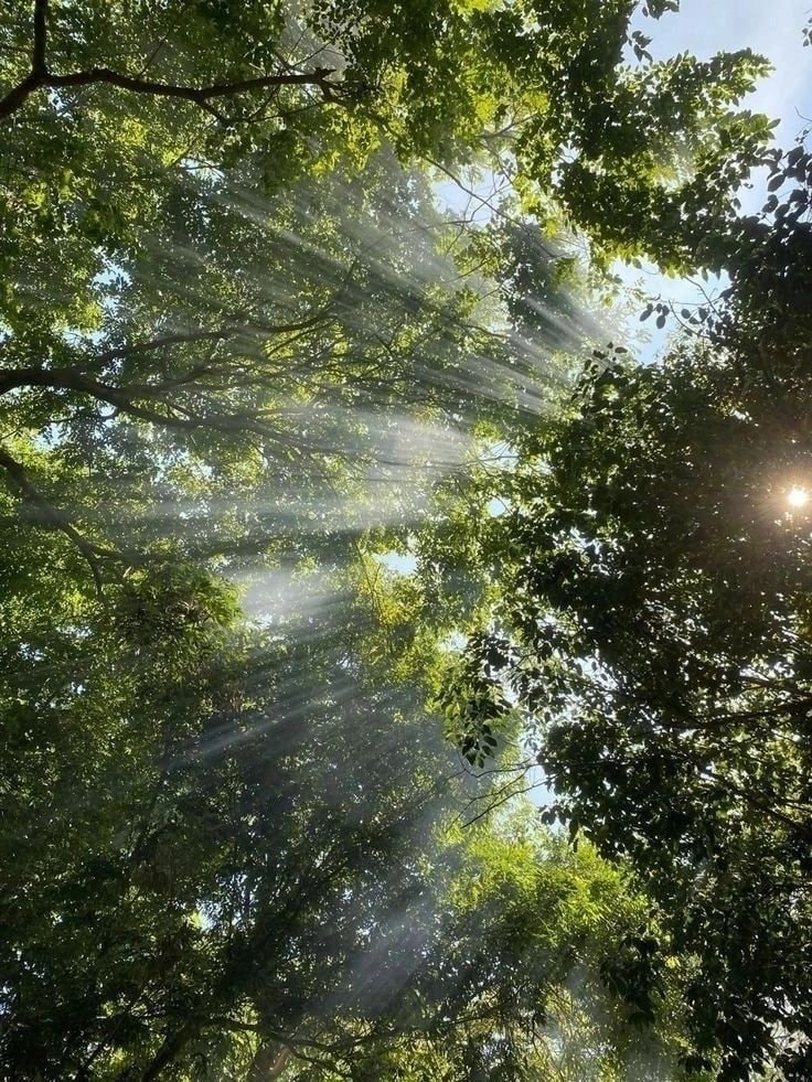 serene forest sunlight (photo 3 of 4)