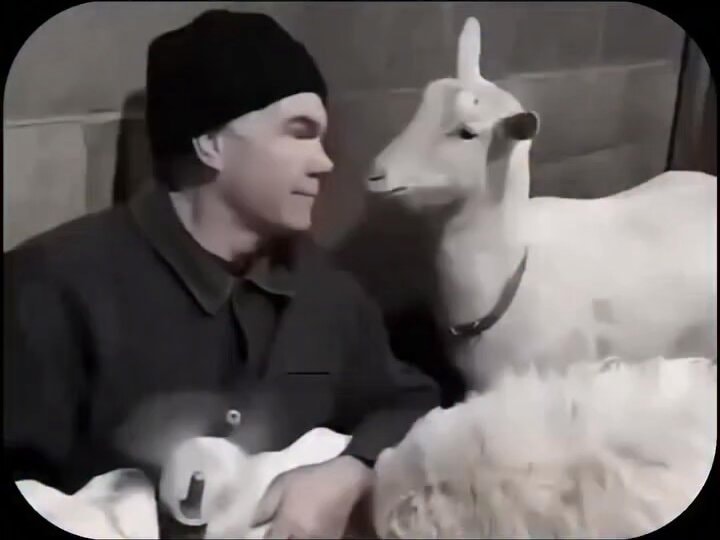 goat who made history