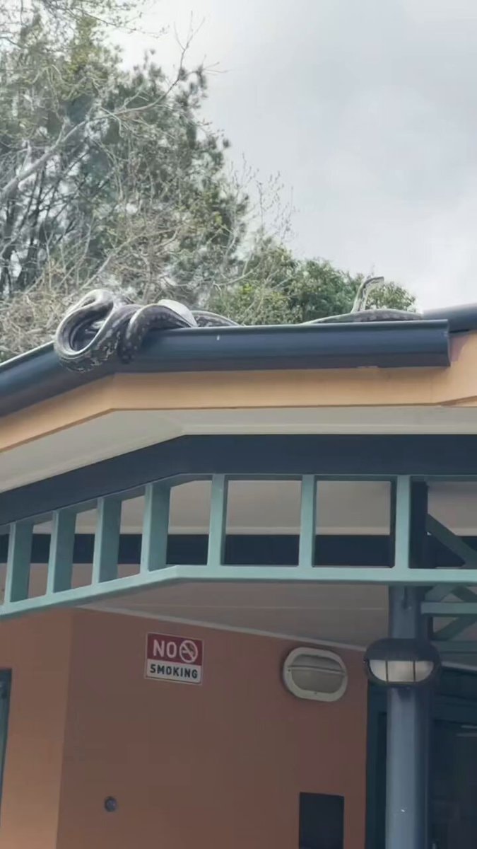 Snake coiled on a gutter in Australia
