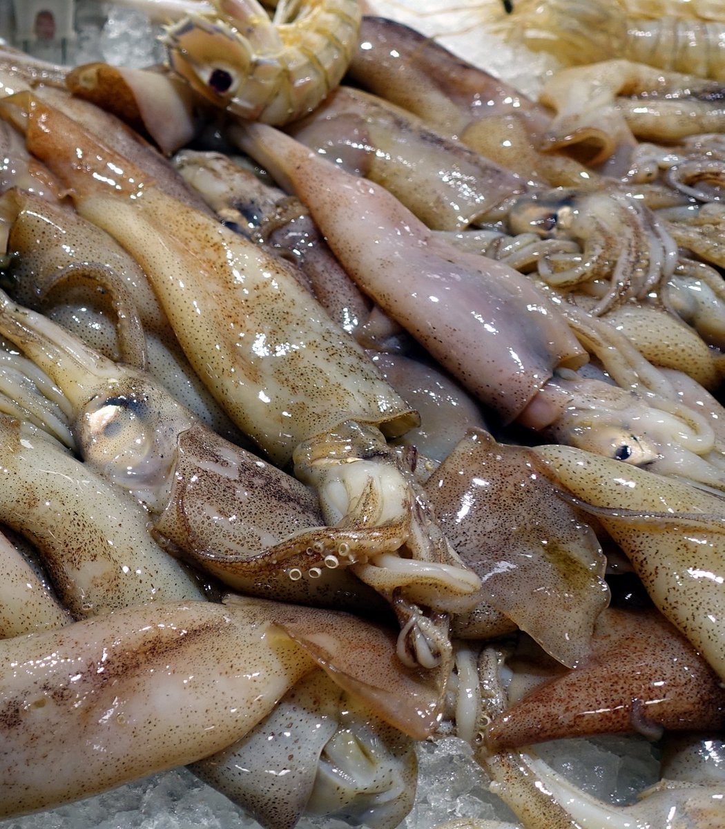 Rhode Island Squidpocalypse of '26 (photo 2 of 2)