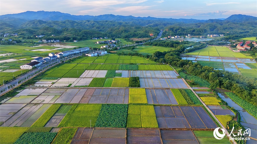 Jiangxi golden harvest (photo 2 of 4)