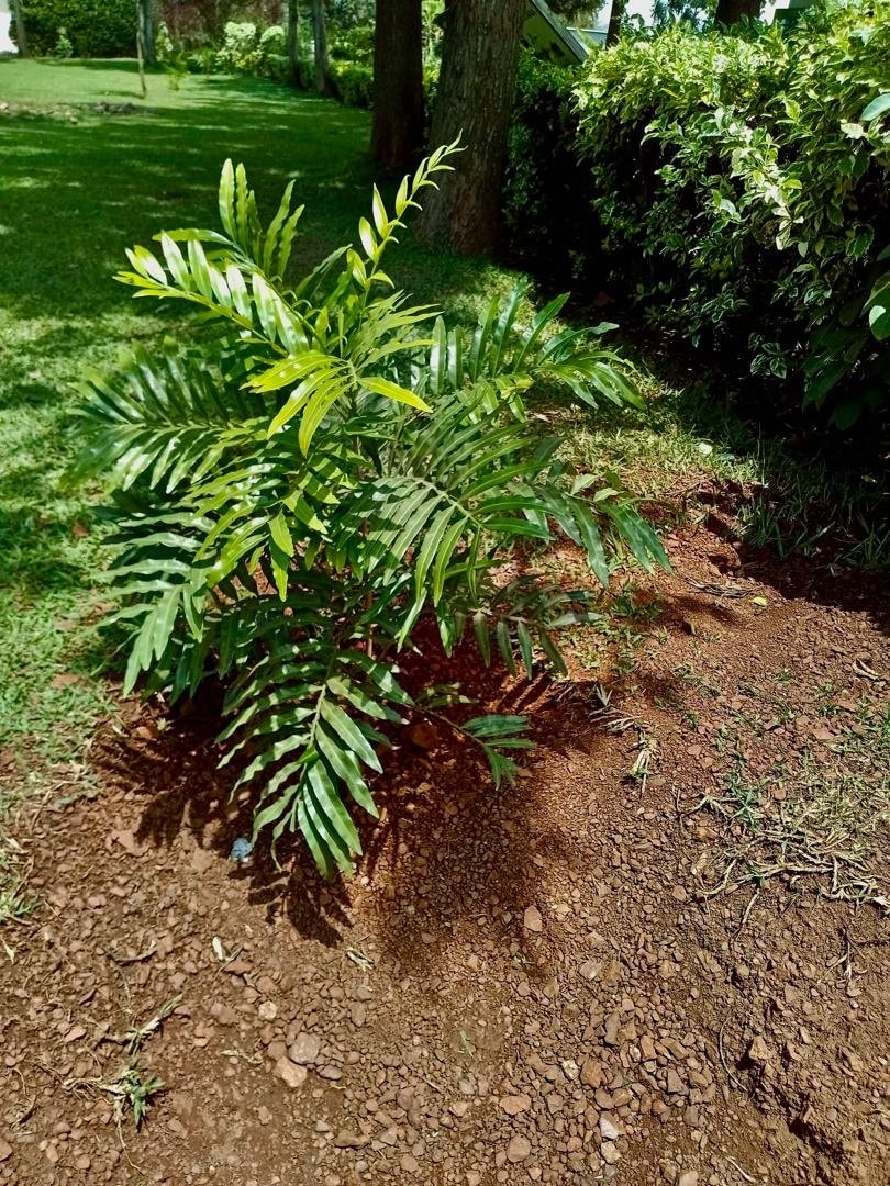 leafy green plant