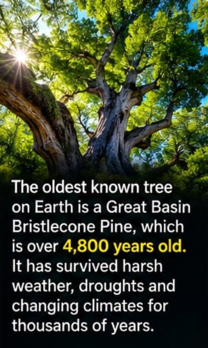 Great Basin Bristle Pine oldest tree