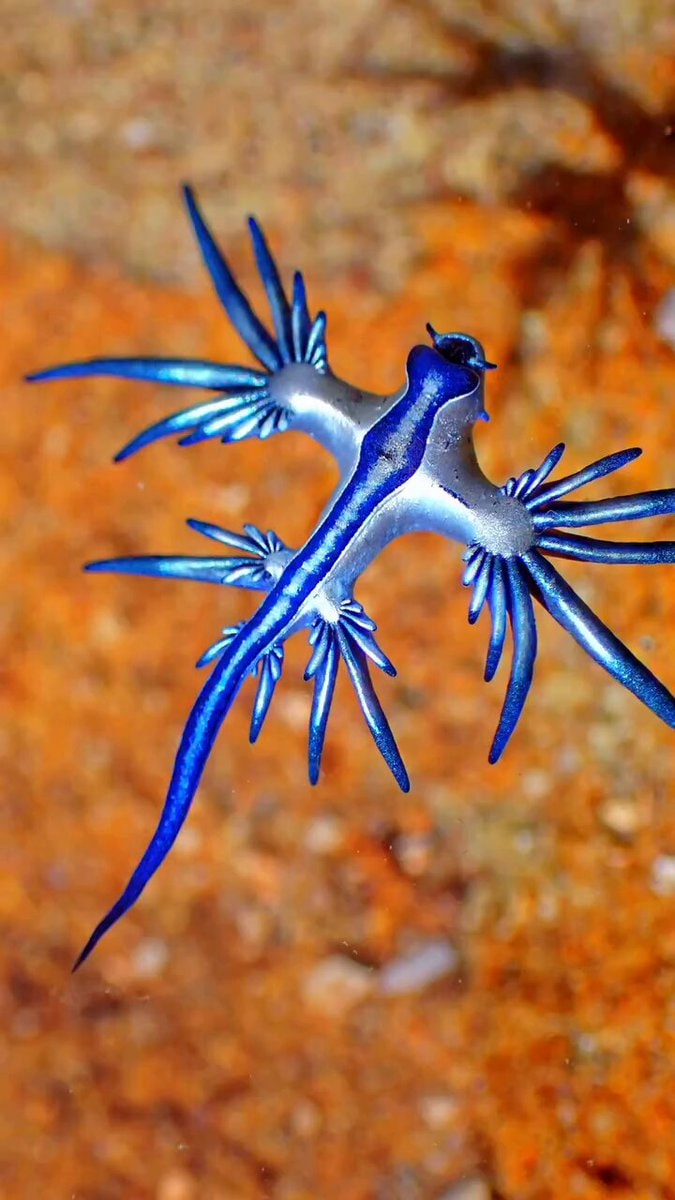 Blue Dragon sea slug