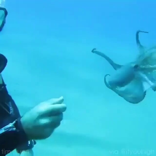Diver and squid connection