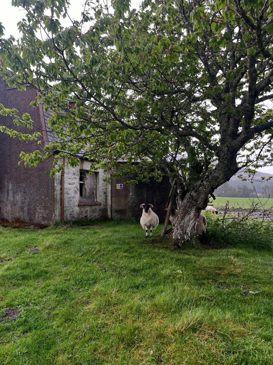 Scottish Highlands sheep (photo 2 of 4)