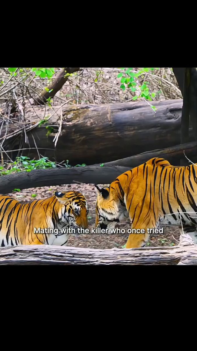 tigers questioning god