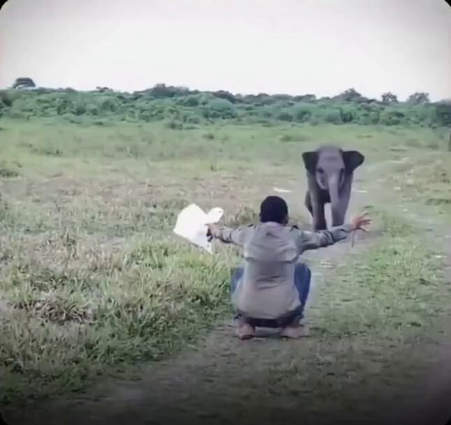 Baby elephant upset at caretaker