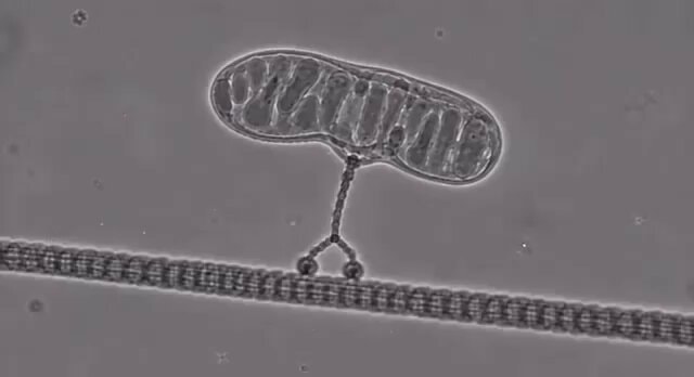 Kinesins keeping your body running 24/7