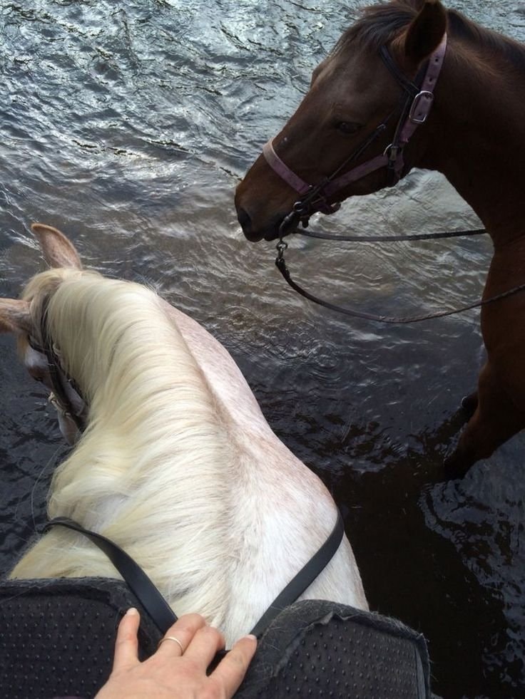 horses wading water rider's hand