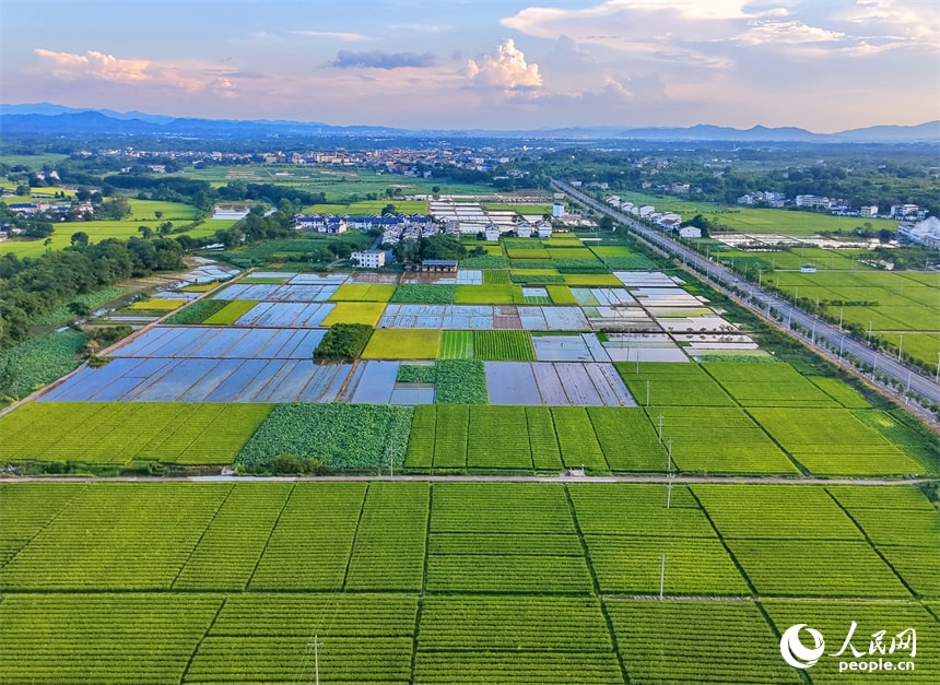 Jiangxi golden harvest (photo 3 of 4)