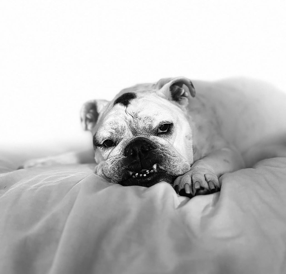 Bentley The Boys bulldog birthday 🐾 (photo 1 of 2)