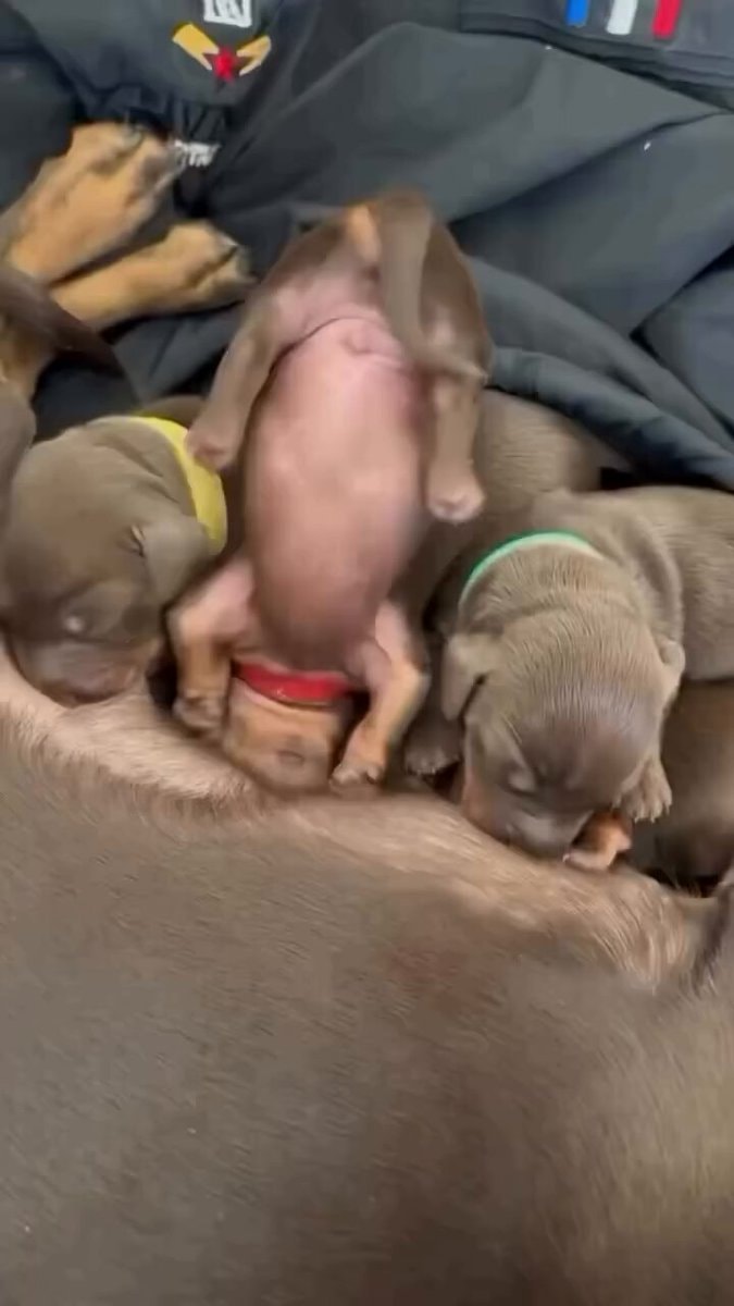 puppies always one