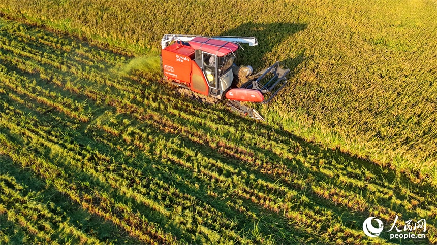 Jiangxi Chaisang harvest season (photo 4 of 4) Jiangxi Chaisang harvest season (photo 4 of 4)