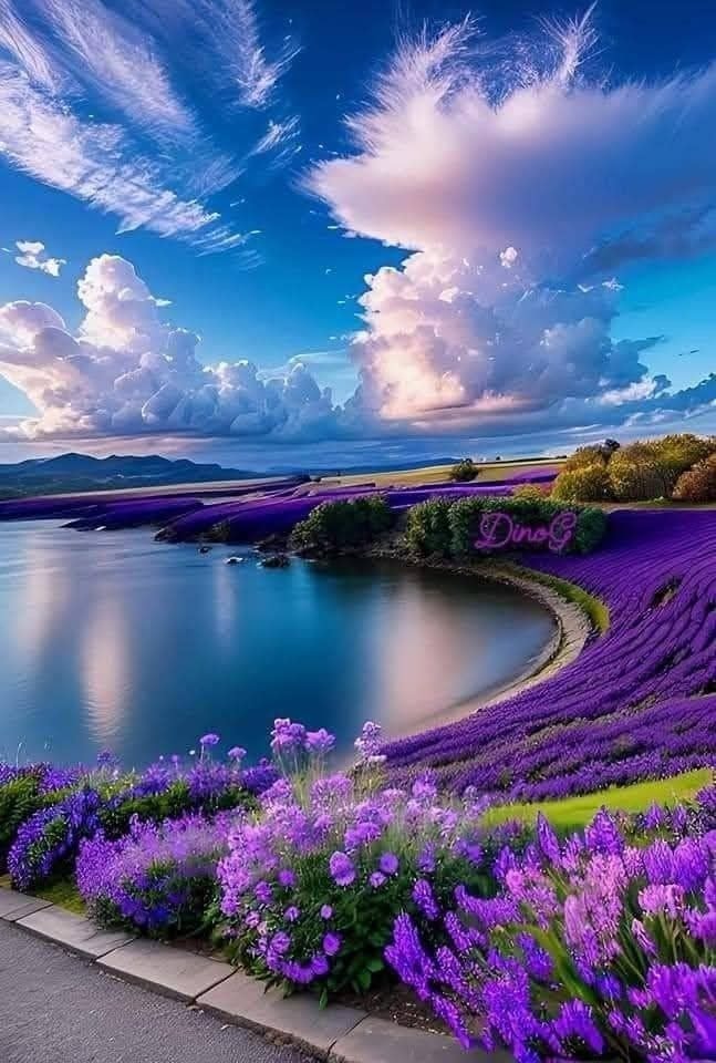 Lavender fields with "Dino G" watermark