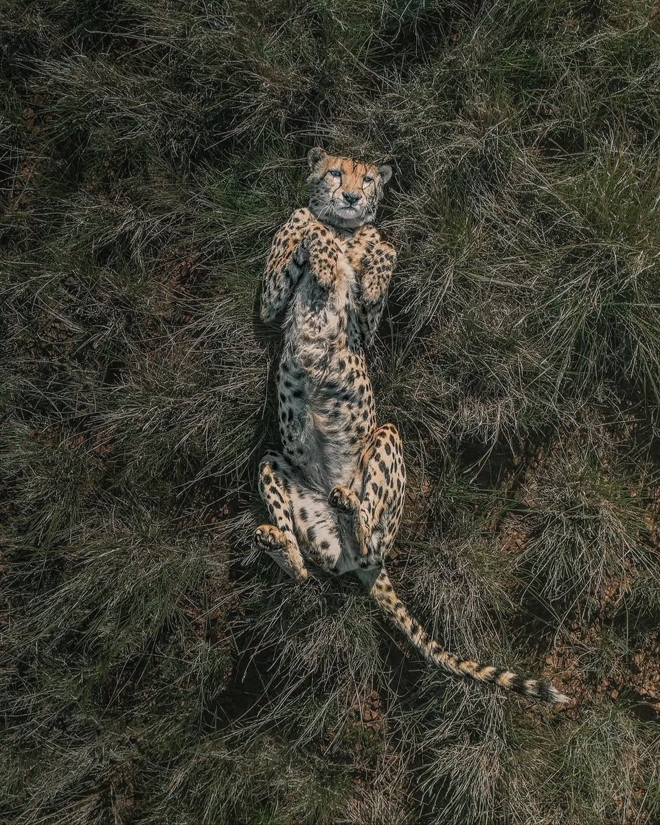 Aerial View of Tigers (photo 3 of 3)