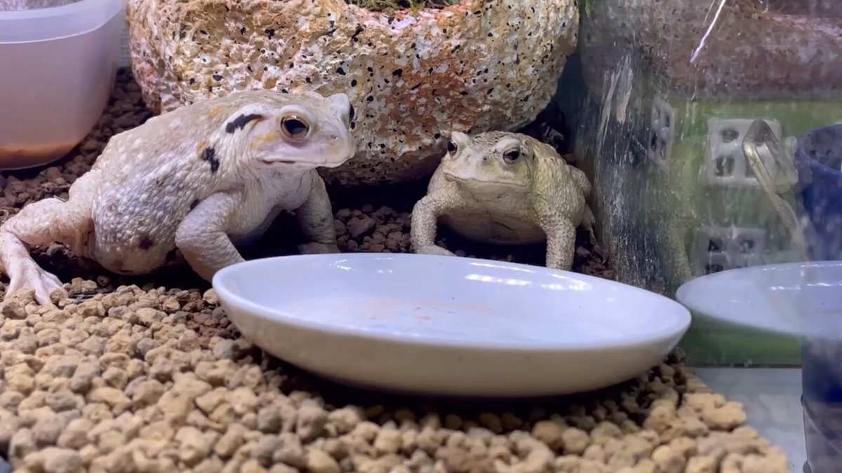 Toad food reaction