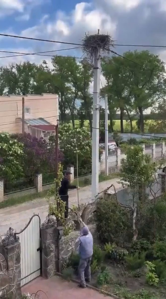 Vinnytsia stork feeding rescue