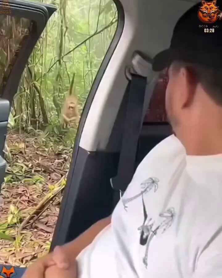 monkey hanging from branch outside car
