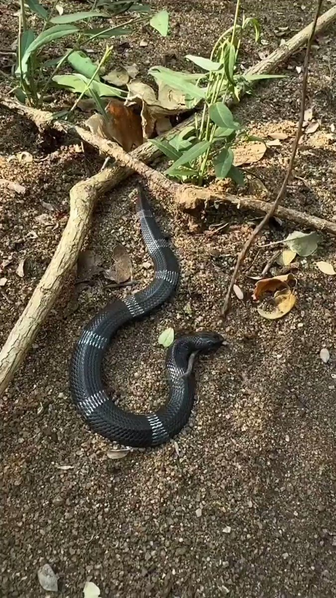 Boulenger's Garter Snake defensive moves