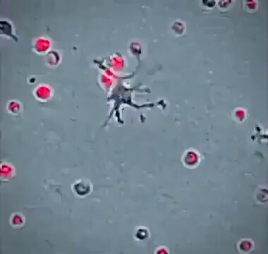 White blood cell eliminating pathogens