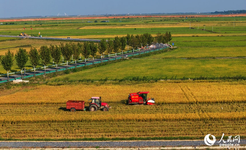 Harvest season in Yongshan Village, Yongxiu