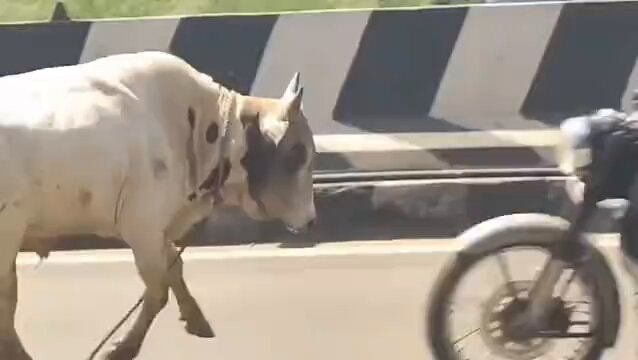 white bull road damage