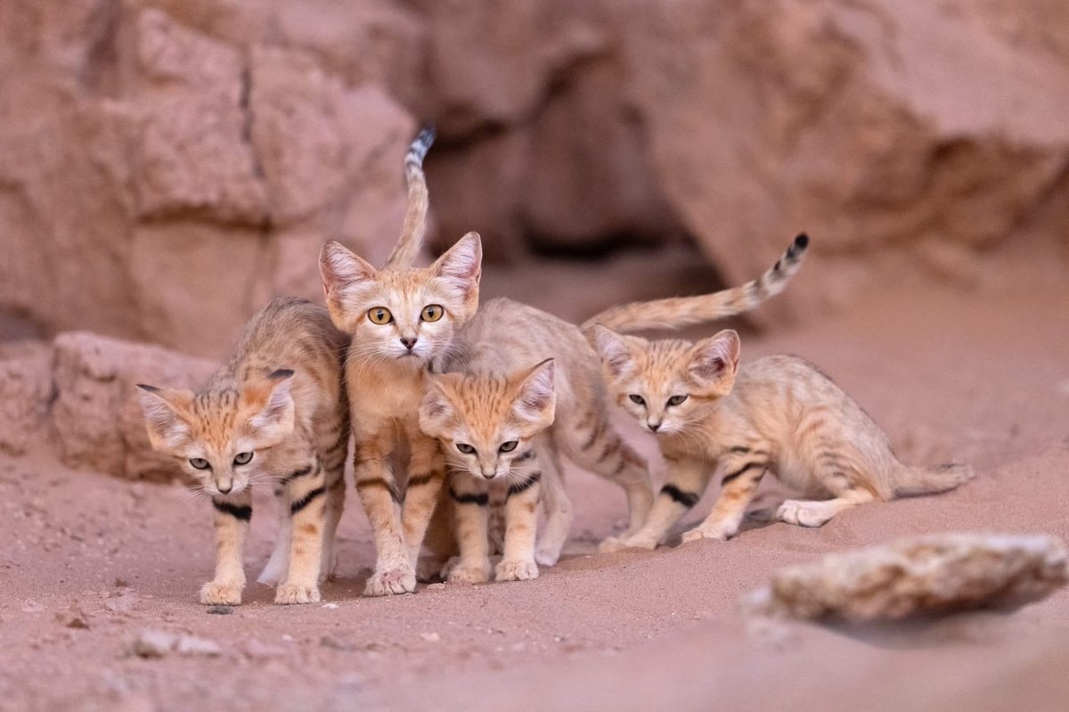 sand cat cub Morocco sighting