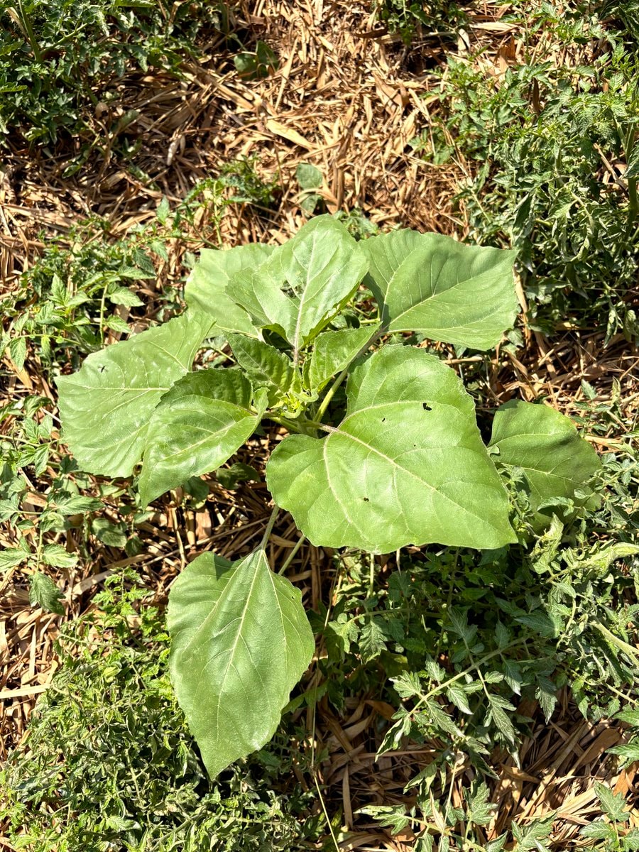 young sunflower plant young sunflower plant
