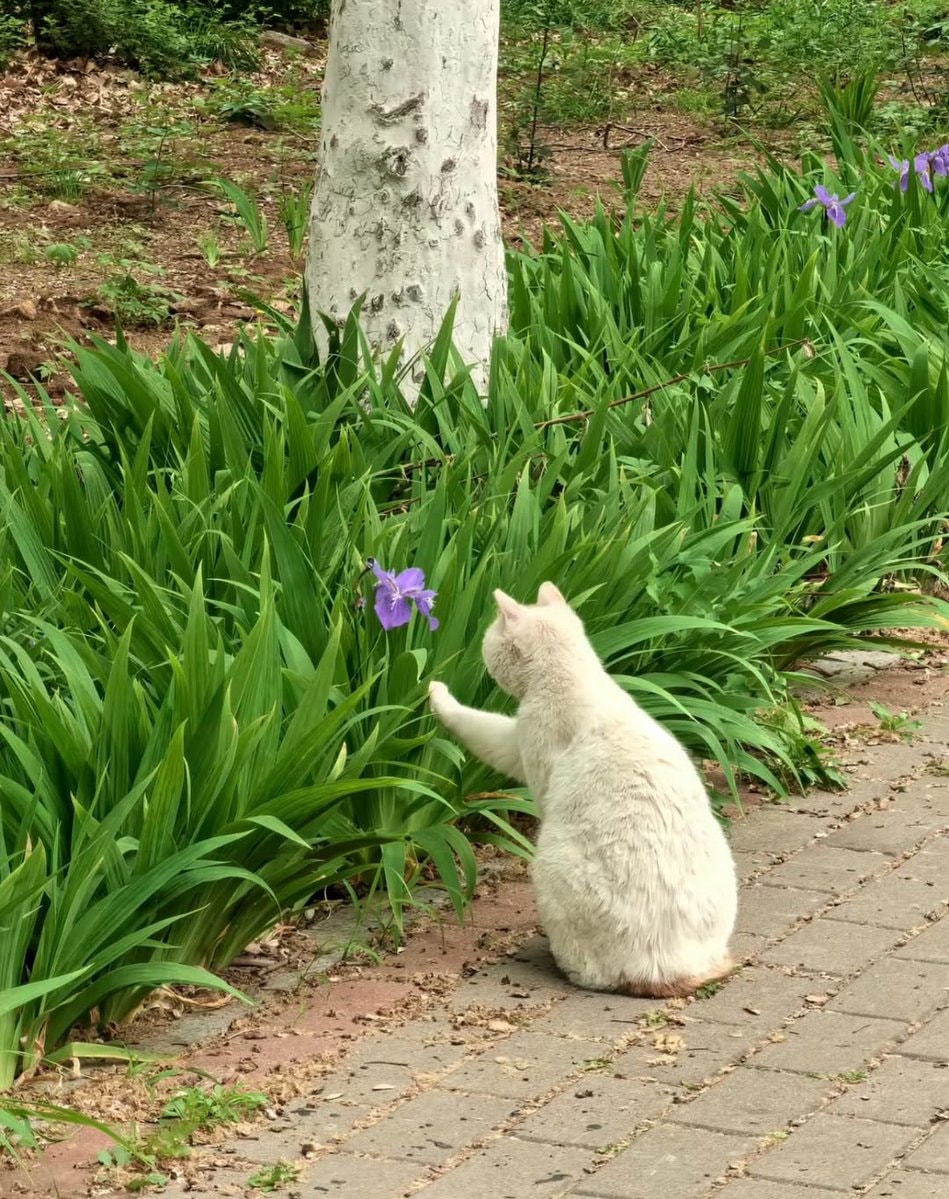 White cat purple flower garden (photo 2 of 3)
