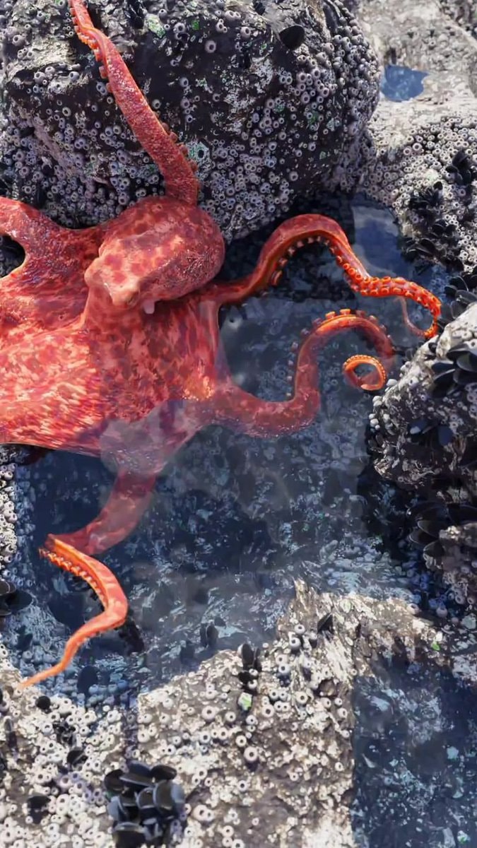 orange octopus in tide pool
