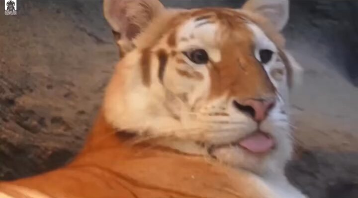 Golden tiger identity