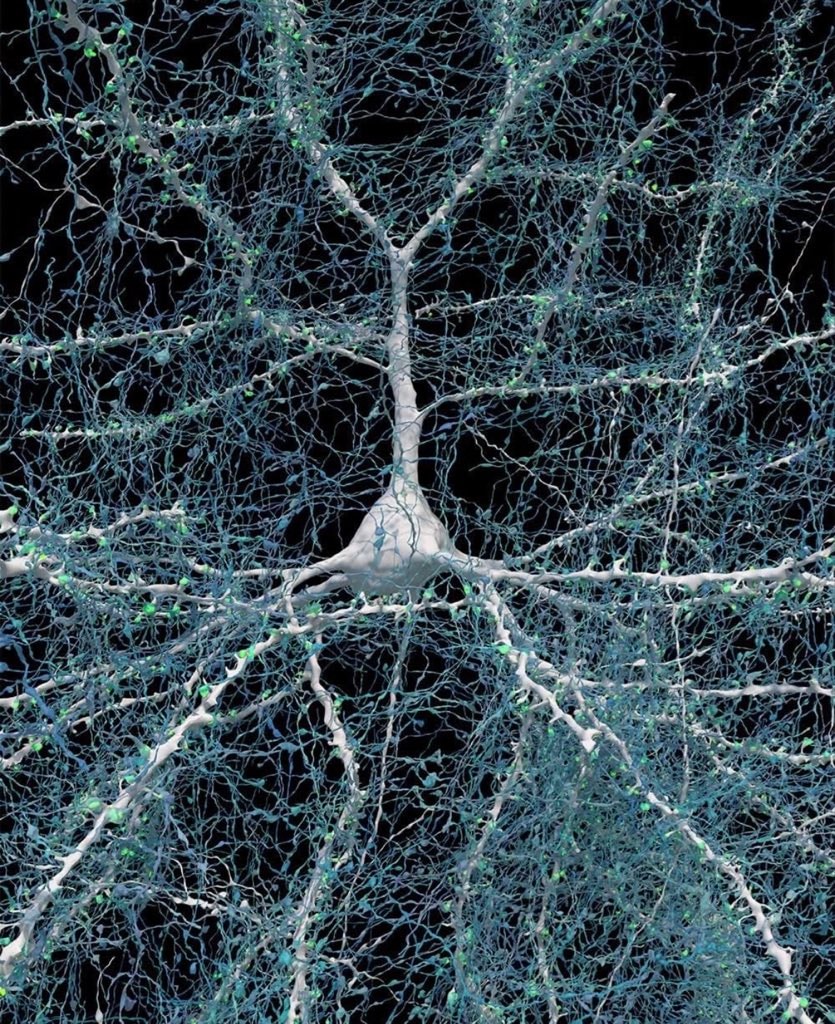 brain tissue at nanoscale resolution