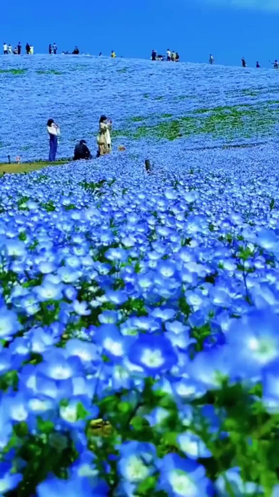 Nemophila Harmony at Hitachi Seaside Park