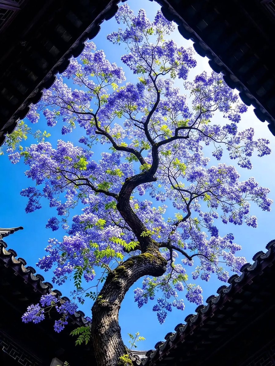 Purple blossoms against blue sky