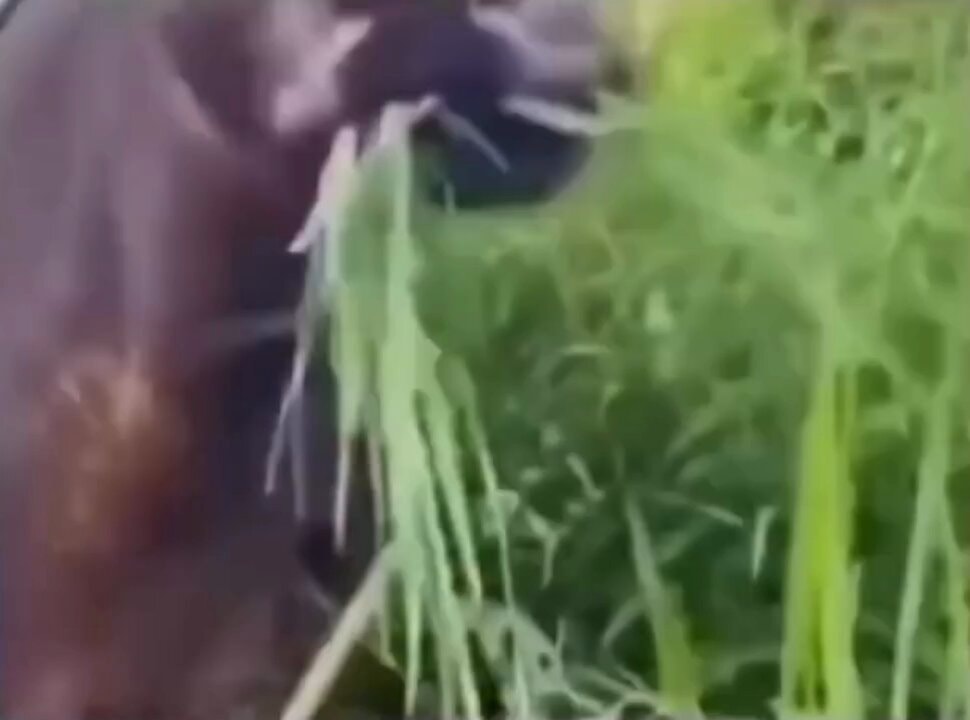 orangutan eating leaves