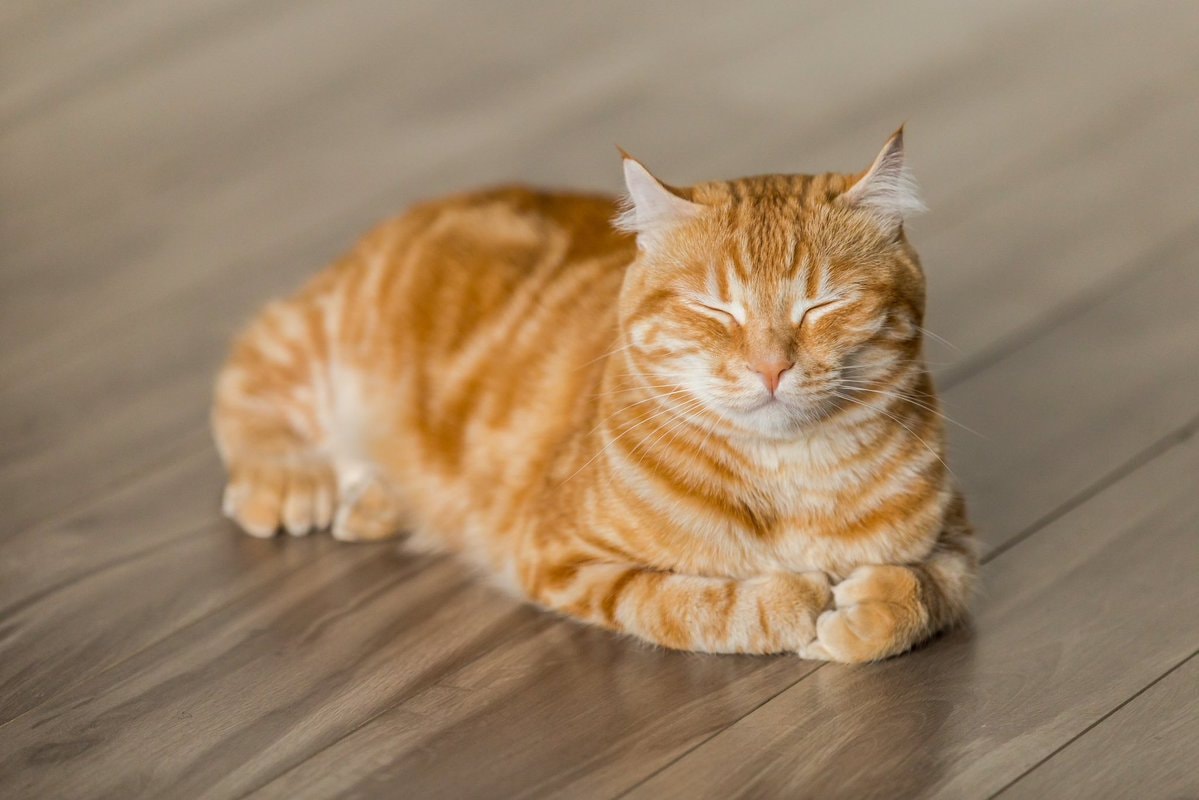 National Cat Day National Cat Day