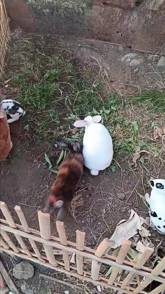Rabbits