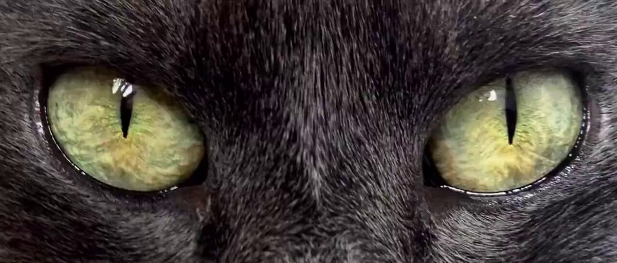Yellow-green cat eyes close-up