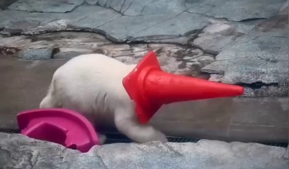 Polar bear with red cone