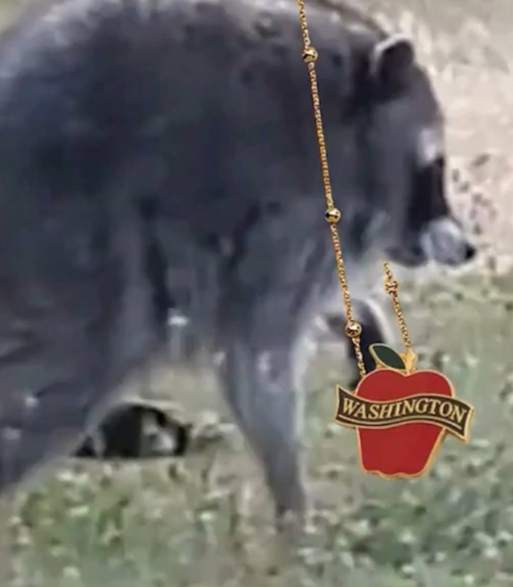 jimothy the raccoon washingtonian of the day (photo 2 of 2)