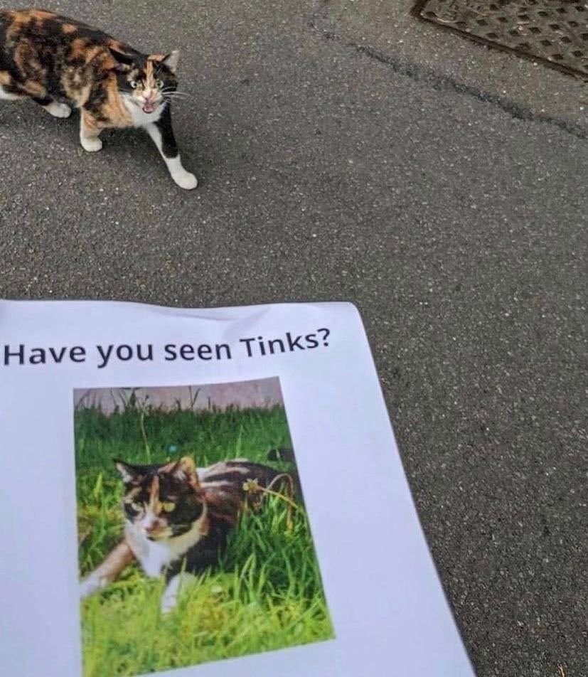 Calico cat and Have you seen Tinks flyer