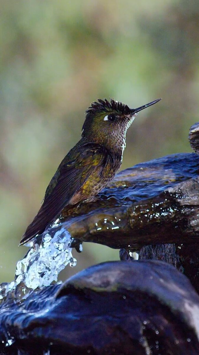 hummingbird on wet rock