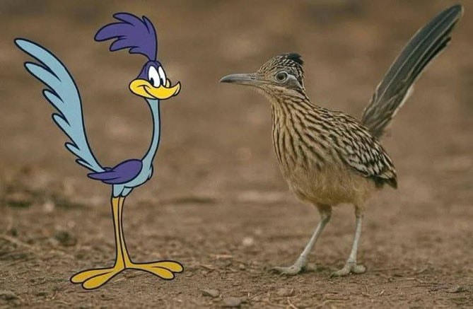 Road Runner cartoon next to real bird