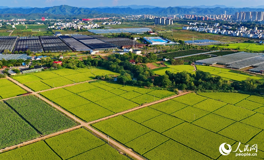 Ruijin late rice harvest views (photo 4 of 4)